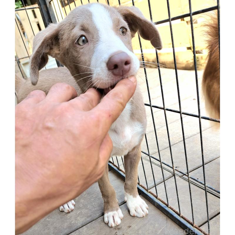 販売中の千葉県のミックス犬-406839の8枚目