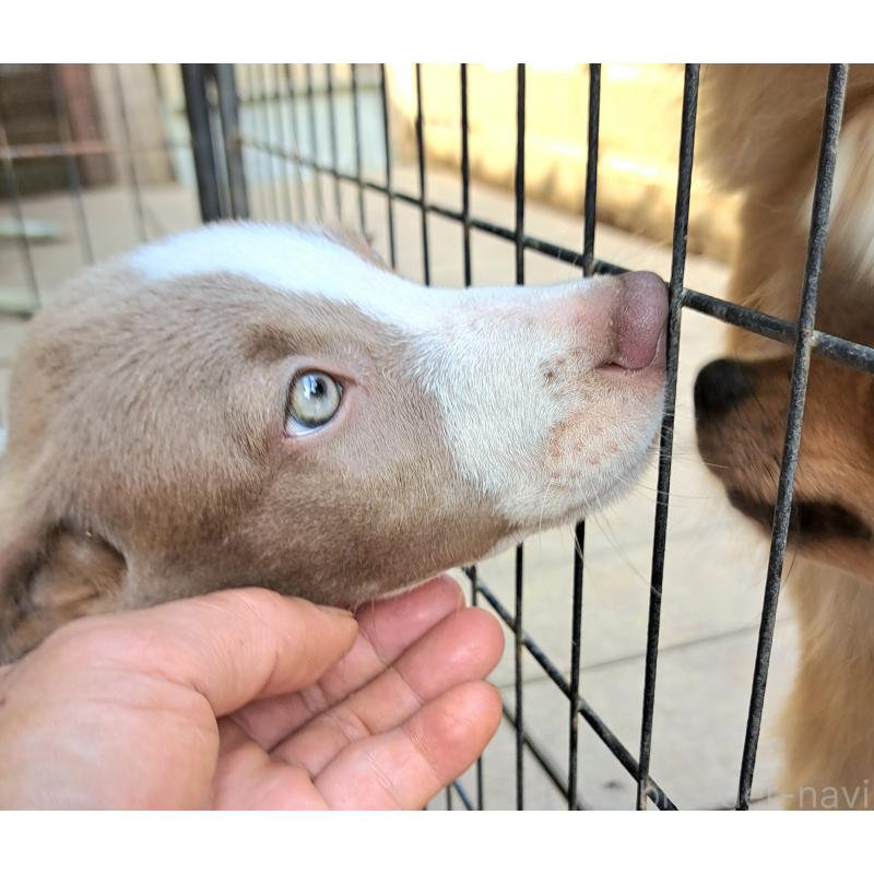 販売中の千葉県のミックス犬-406839の7枚目