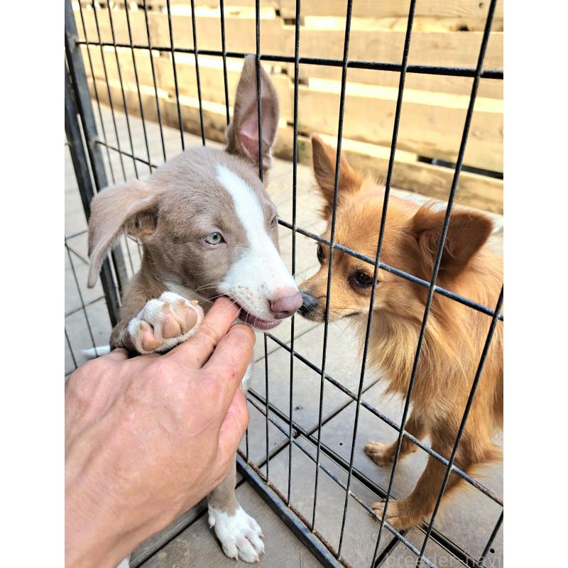 販売中の千葉県のミックス犬-406839の6枚目