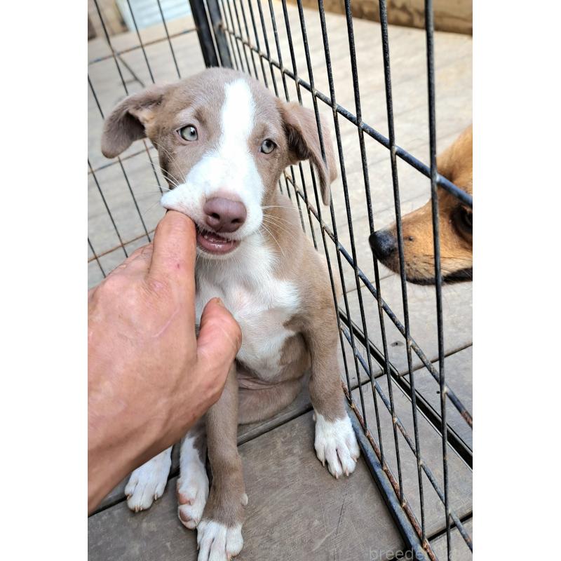 販売中の千葉県のミックス犬-406839の5枚目