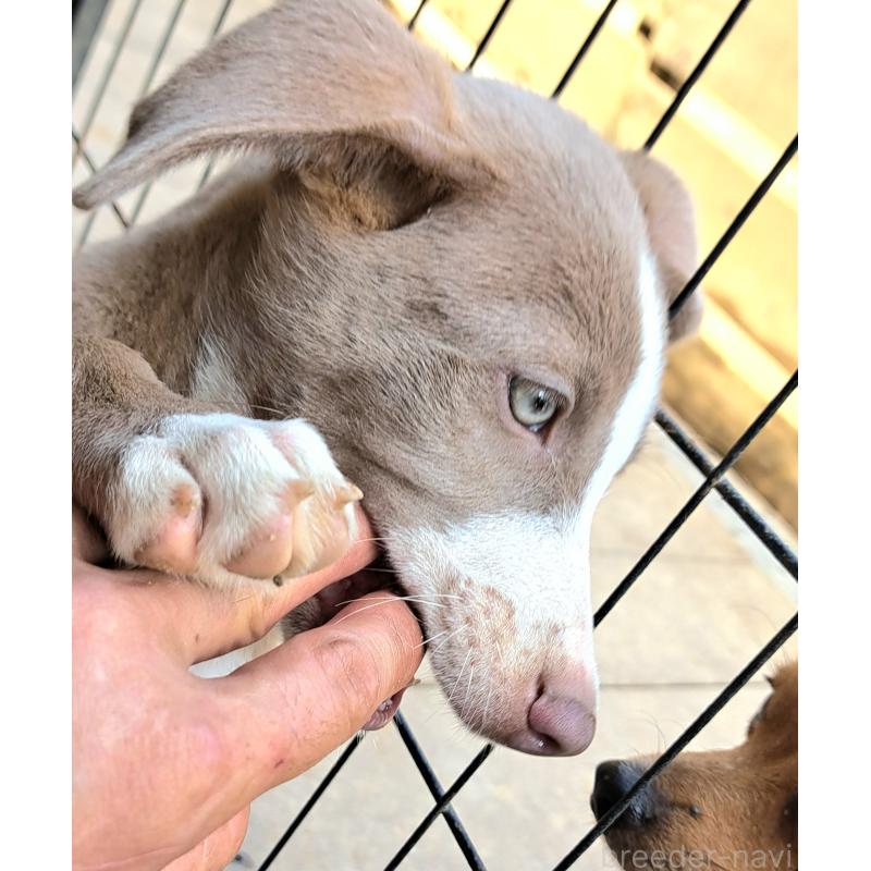 販売中の千葉県のミックス犬-406839の3枚目