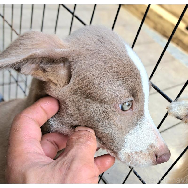 販売中の千葉県のミックス犬-406839の1枚目