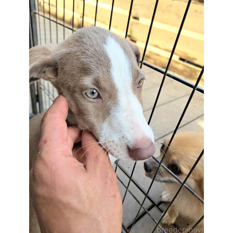 販売中の千葉県のミックス犬-406839の2枚目