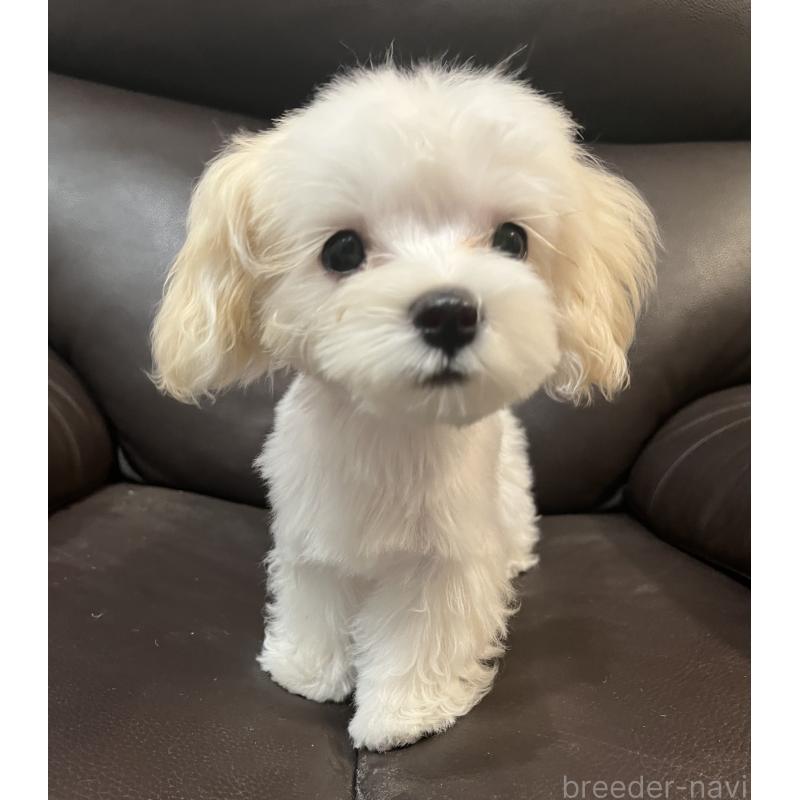 販売中の福岡県のミックス犬-386890の3枚目