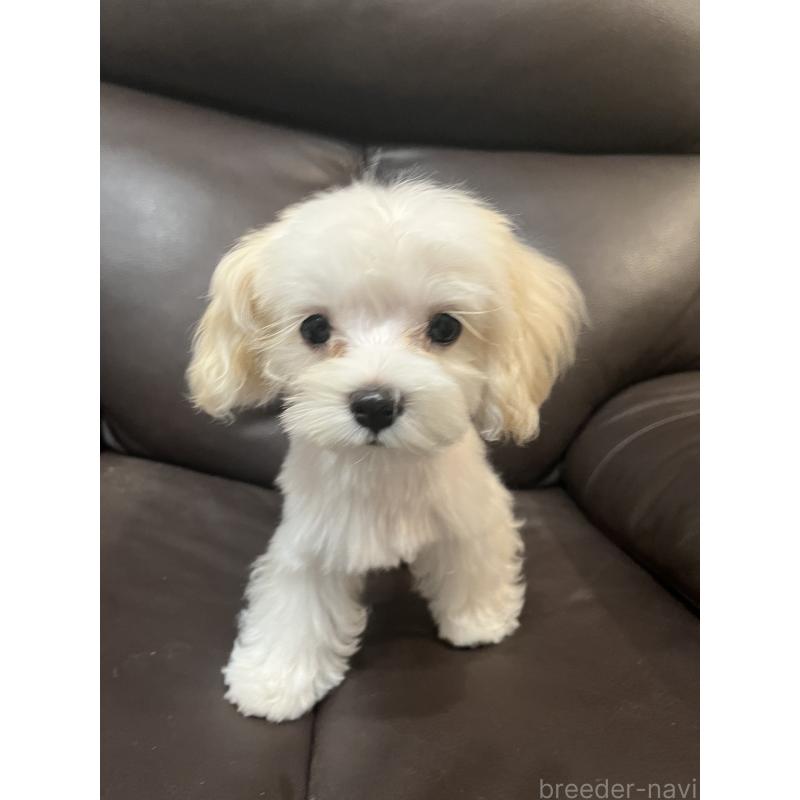 販売中の福岡県のミックス犬-386890の2枚目