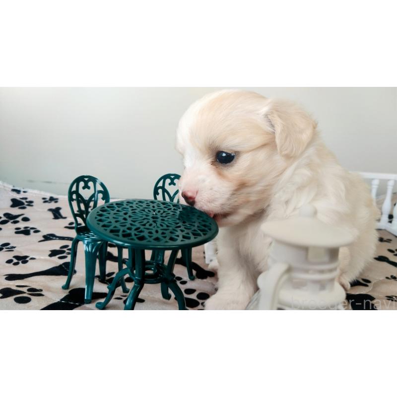 販売中の群馬県のミックス犬-406870