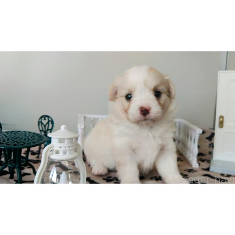 販売中の群馬県のミックス犬-406870の9枚目