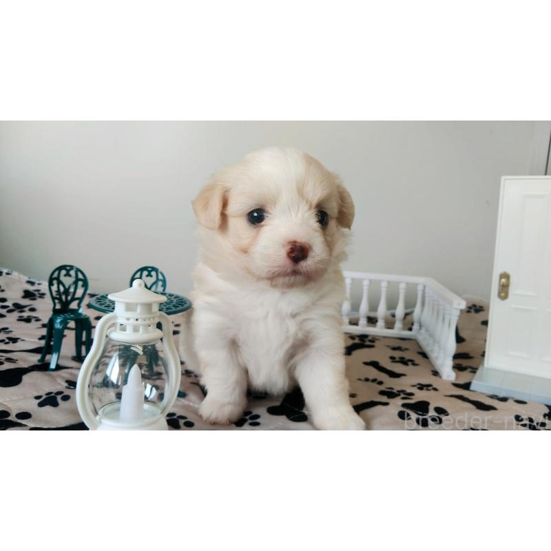販売中の群馬県のミックス犬-406870の3枚目