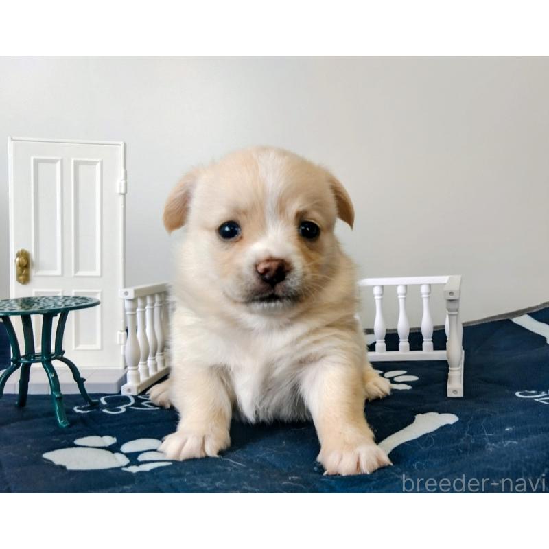 販売中の群馬県のミックス犬-406865の1枚目