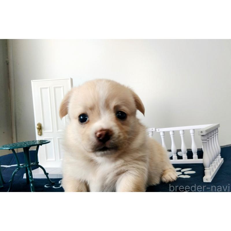 販売中の群馬県のミックス犬-406865の8枚目