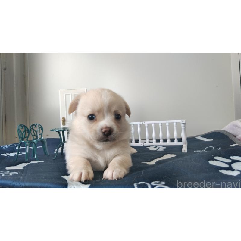 販売中の群馬県のミックス犬-406865の6枚目