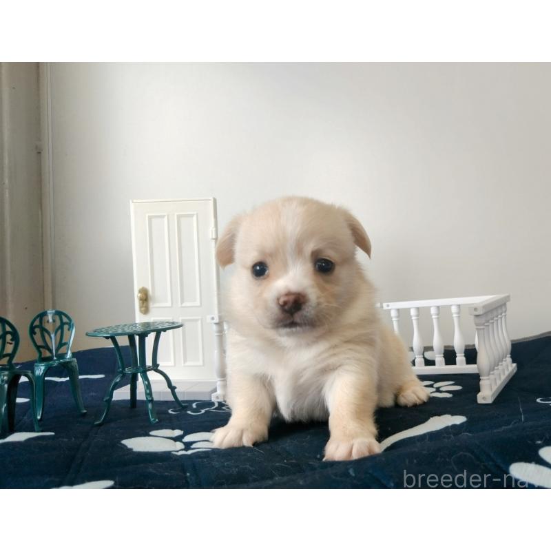 販売中の群馬県のミックス犬-406865の5枚目