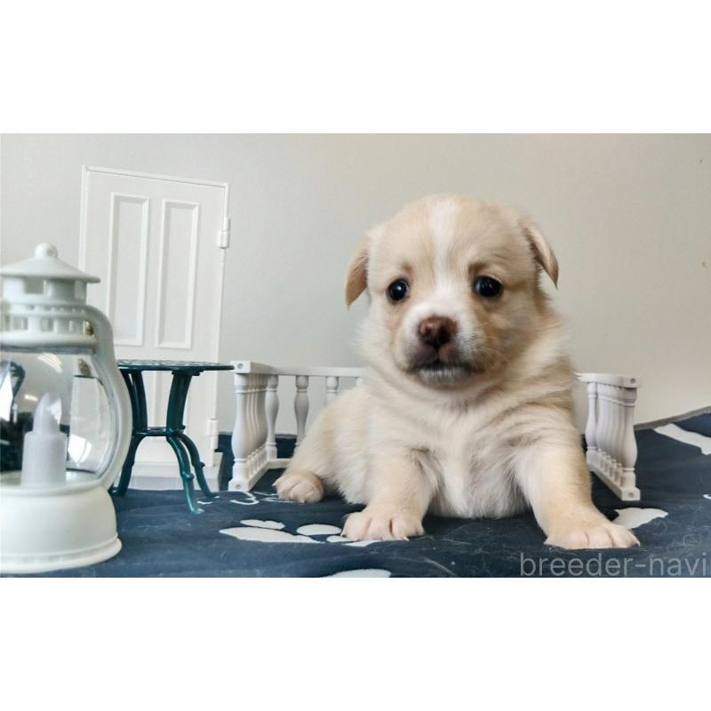 販売中の群馬県のミックス犬-406865の2枚目