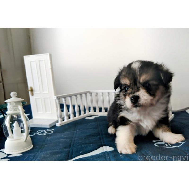 販売中の群馬県のミックス犬-406866の8枚目