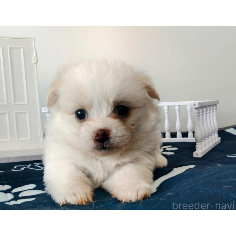 販売中の群馬県のミックス犬-406867の5枚目
