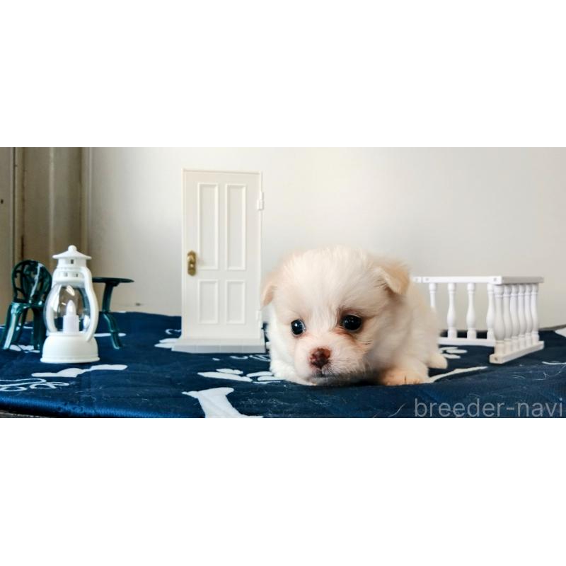 販売中の群馬県のミックス犬-406867の4枚目