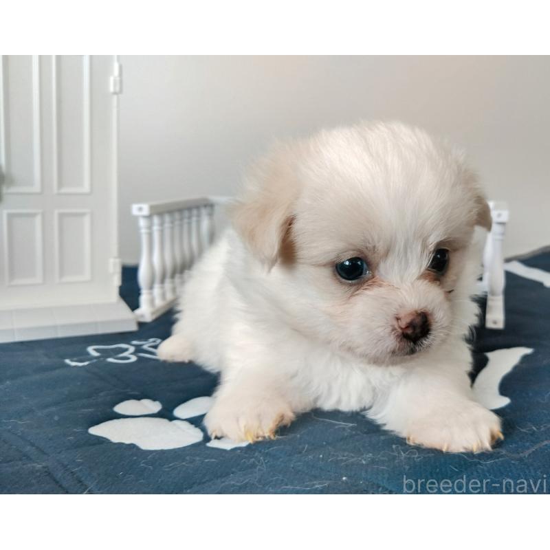 販売中の群馬県のミックス犬-406867の3枚目