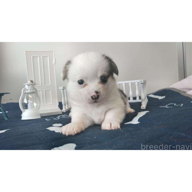 販売中の群馬県のミックス犬-406868の8枚目