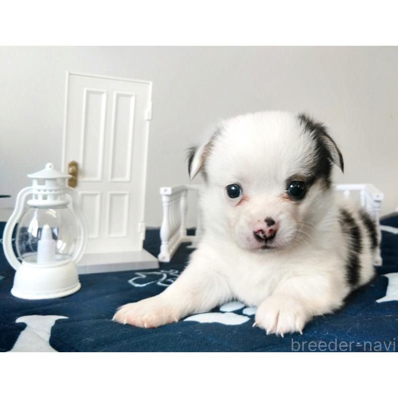 販売中の群馬県のミックス犬-406868の7枚目