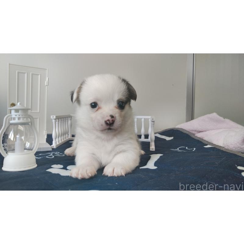 販売中の群馬県のミックス犬-406868の6枚目