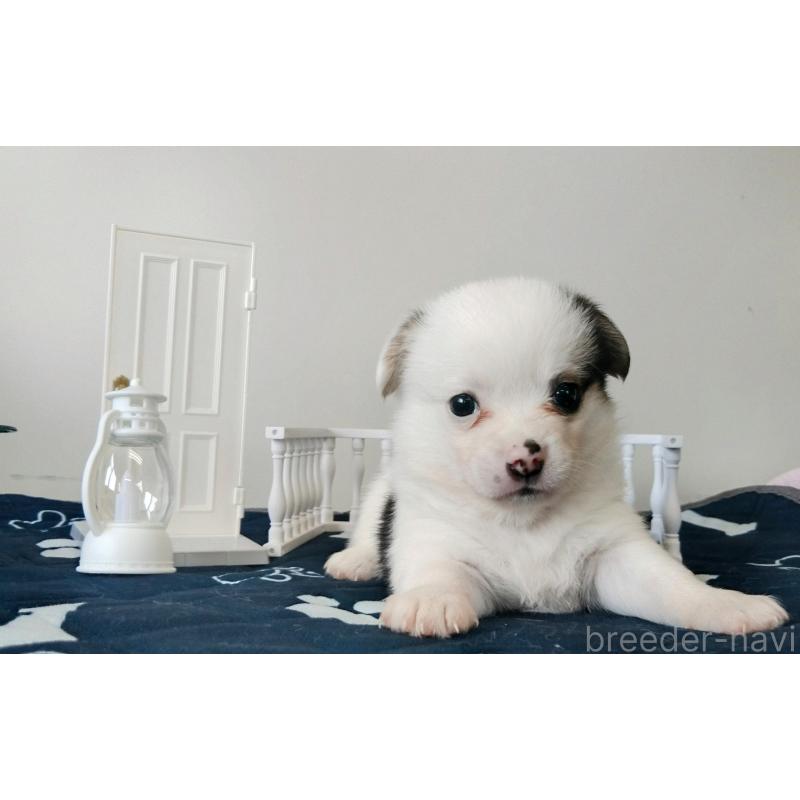 販売中の群馬県のミックス犬-406868の4枚目