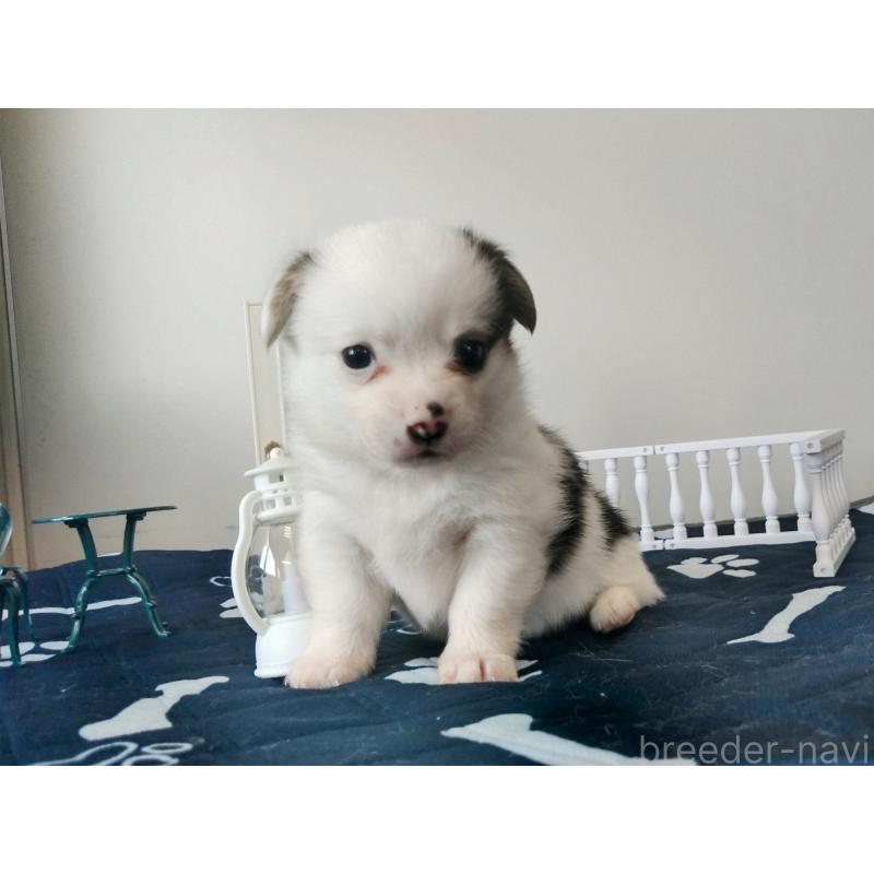 販売中の群馬県のミックス犬-406868の3枚目