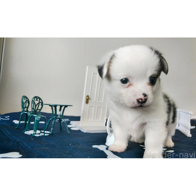 販売中の群馬県のミックス犬-406868の2枚目