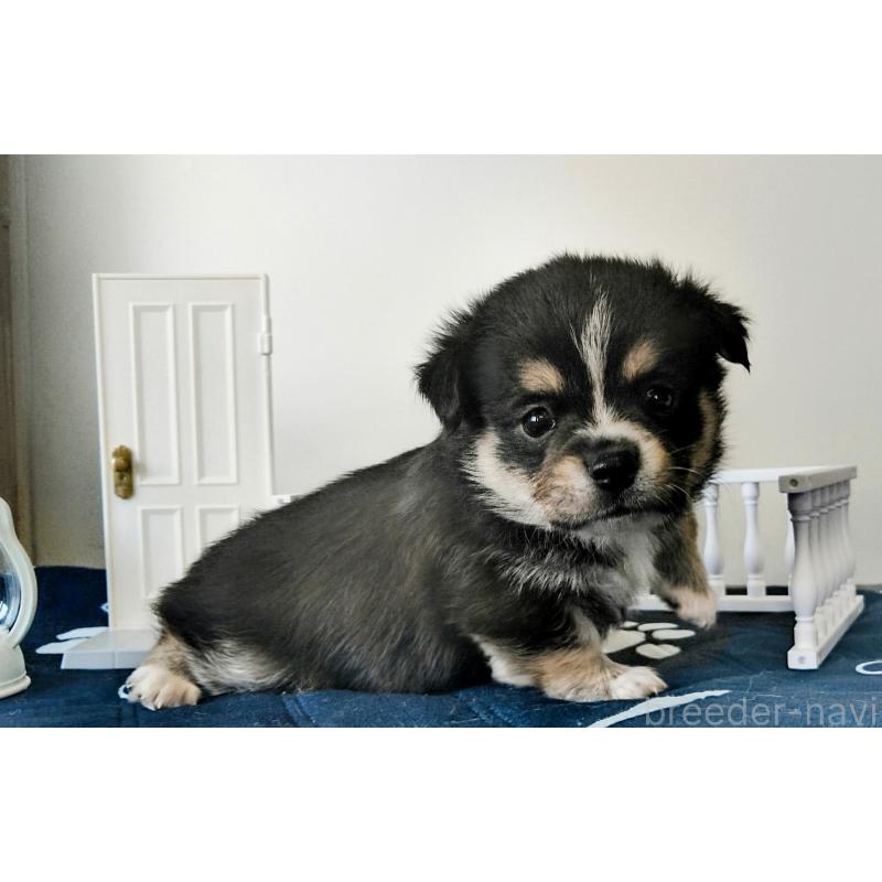 販売中の群馬県のミックス犬-406869の3枚目