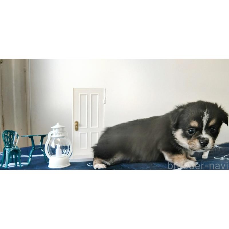 販売中の群馬県のミックス犬-406869の2枚目