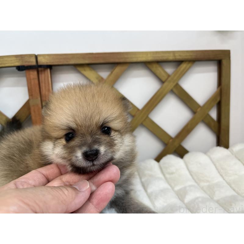 販売中の北海道のポメラニアン-406857の3枚目