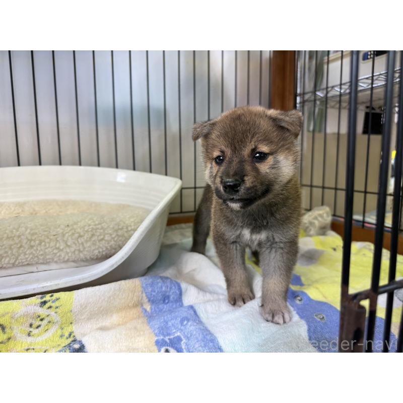 販売中の岡山県の柴犬-406874の4枚目