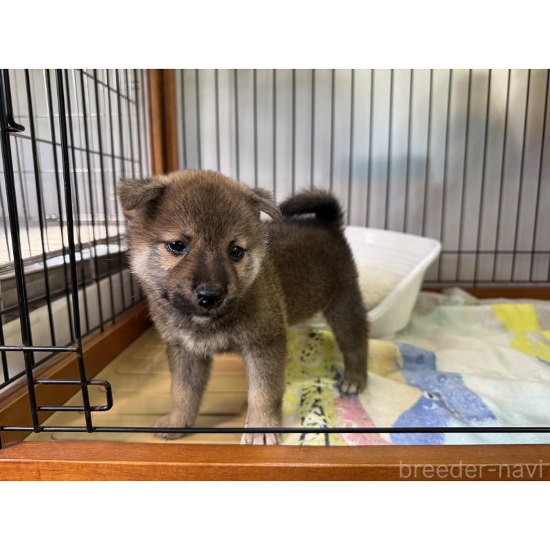 販売中の岡山県の柴犬-406874の3枚目
