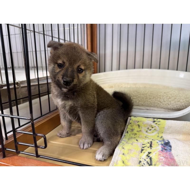 販売中の岡山県の柴犬-406874の2枚目