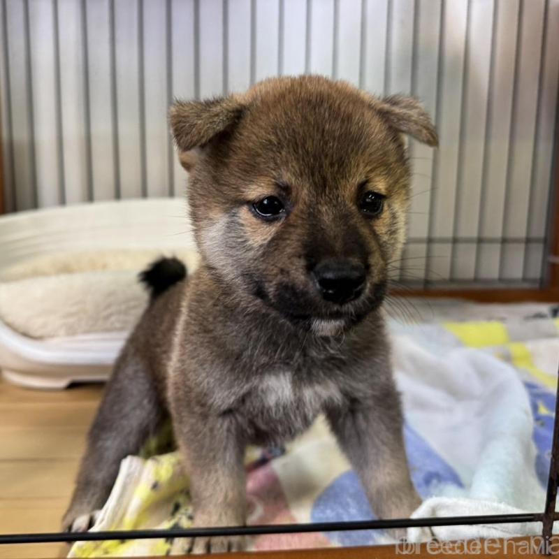 販売中の岡山県の柴犬-406874