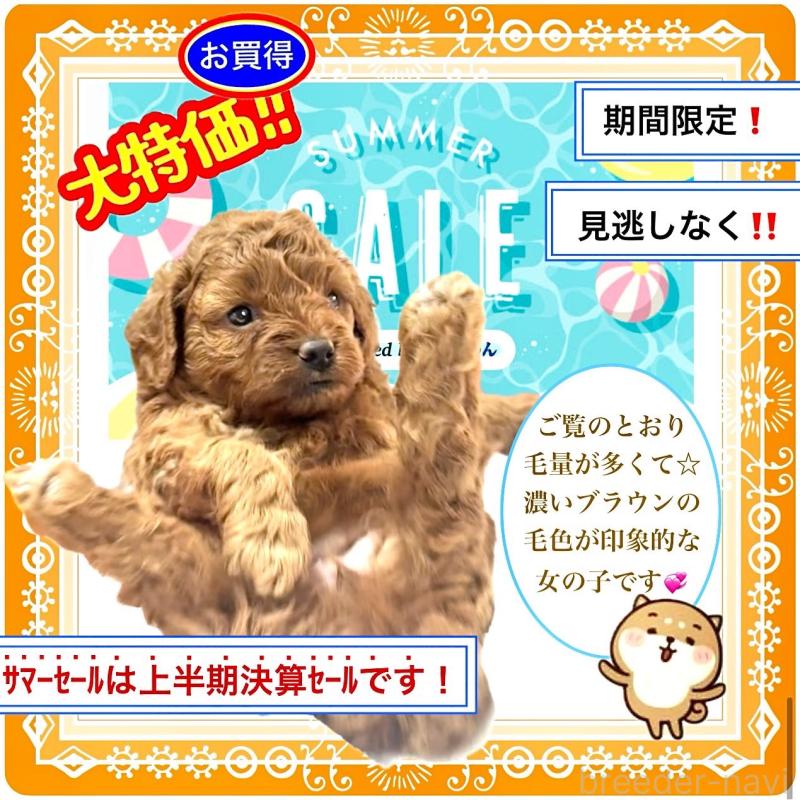 販売中の大阪府のタイニープードル-406889