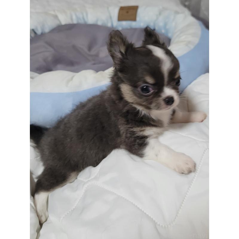 成約済の千葉県のチワワ(ロングコート)-403851の6枚目