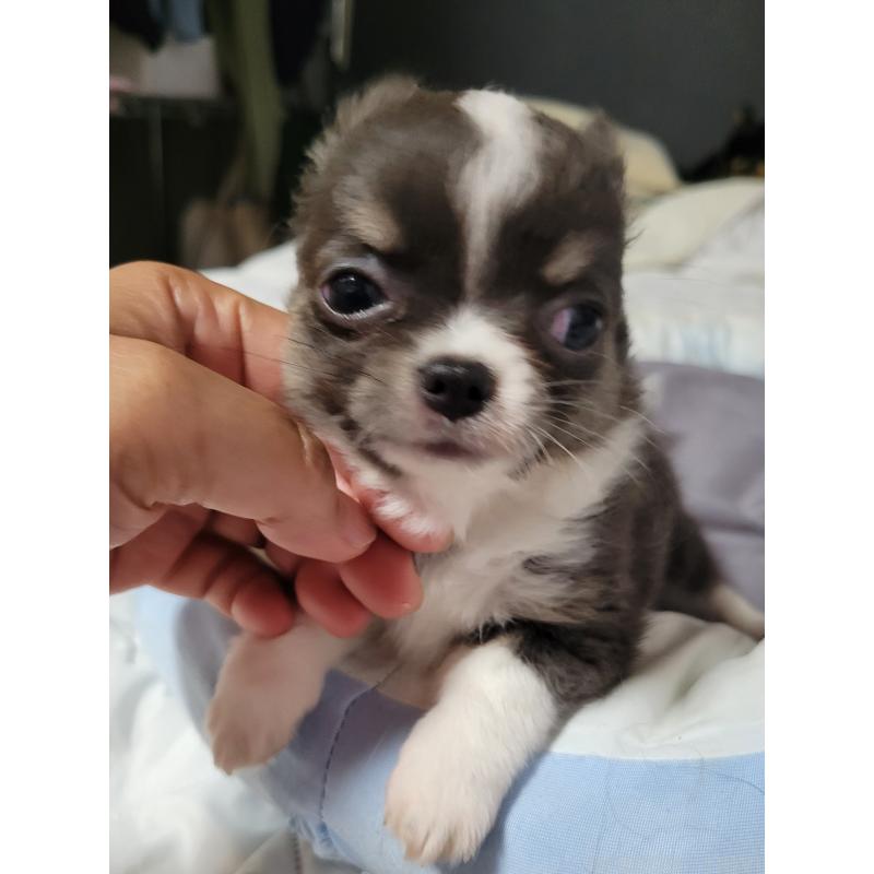 成約済の千葉県のチワワ(ロングコート)-403851の5枚目