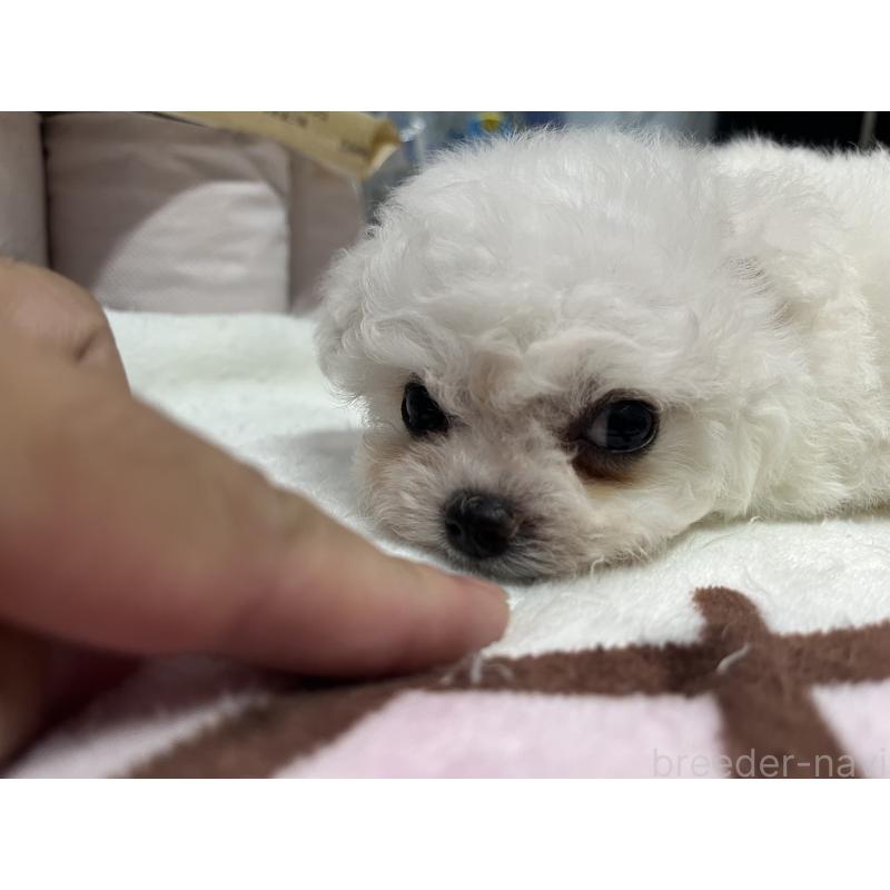 販売中の愛知県のビションフリーゼ-406921の8枚目
