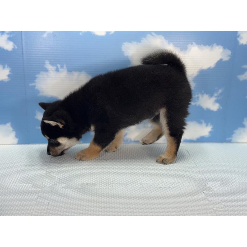 販売中の愛知県の柴犬-406939の4枚目