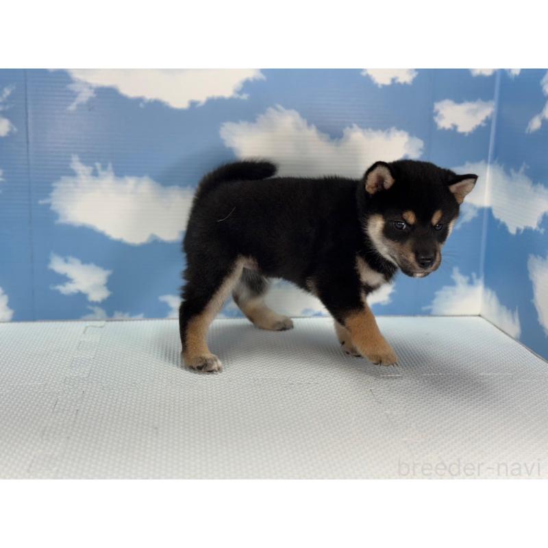 販売中の愛知県の柴犬-406939の3枚目