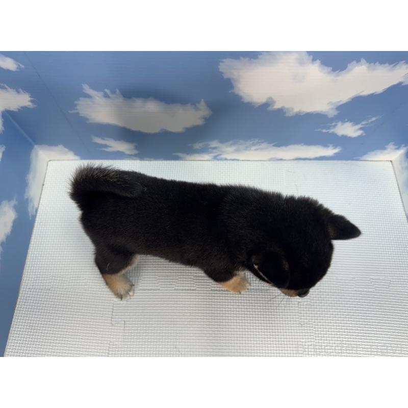 販売中の愛知県の柴犬-406939の2枚目