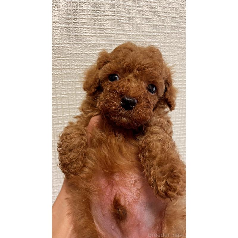 販売中の神奈川県のトイプードル-406941の2枚目