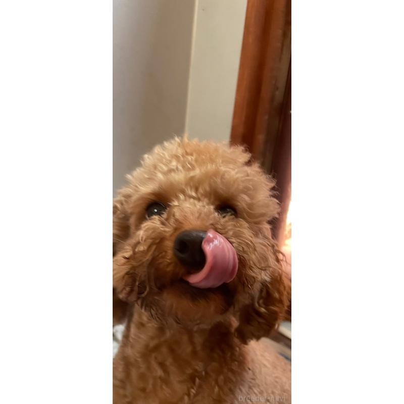 アプリちゃん1枚目