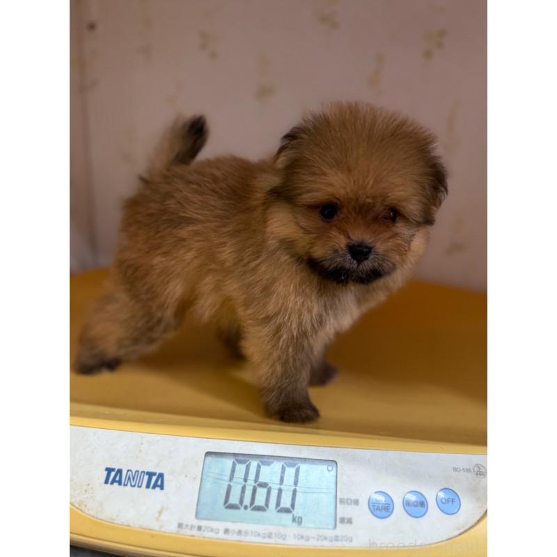 販売中の山形県のポメマル:ポメラニアン×マルチーズ-402370の3枚目