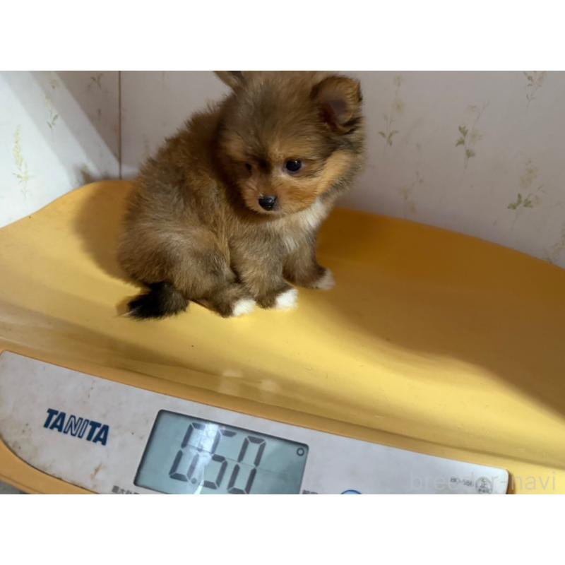 販売中の山形県のポメマル:ポメラニアン×マルチーズ-402372の4枚目
