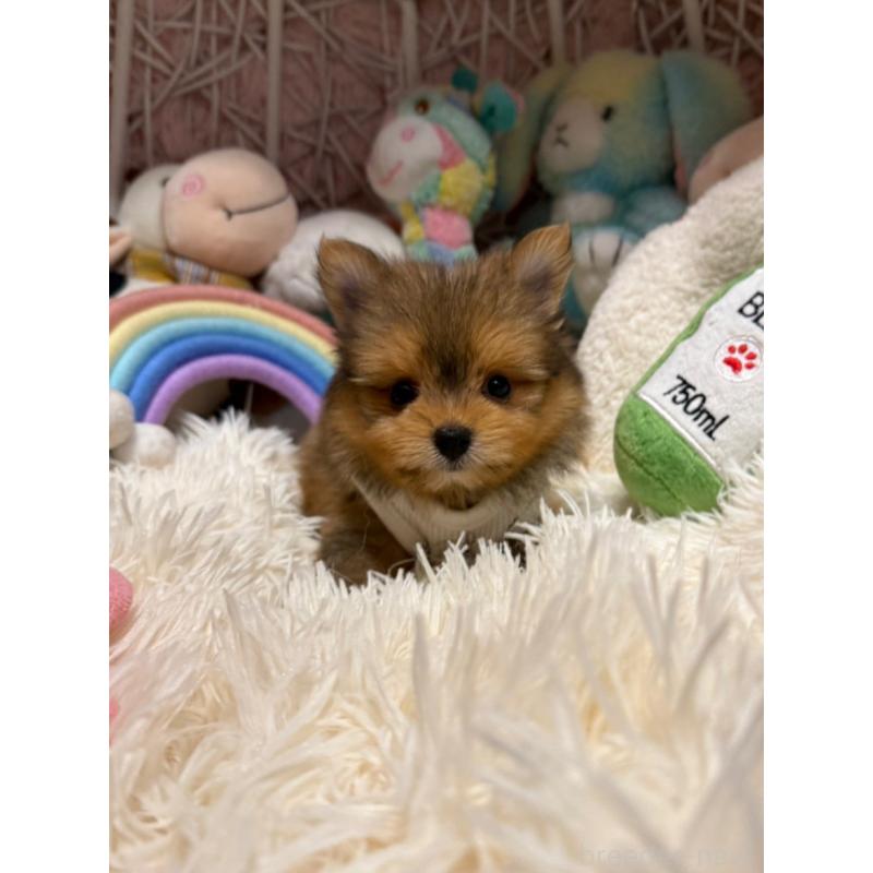 販売中の山形県のポメマル:ポメラニアン×マルチーズ-402372