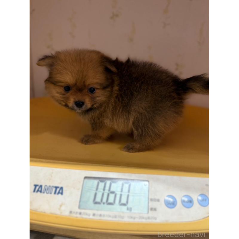 販売中の山形県のポメマル:ポメラニアン×マルチーズ-402369の4枚目