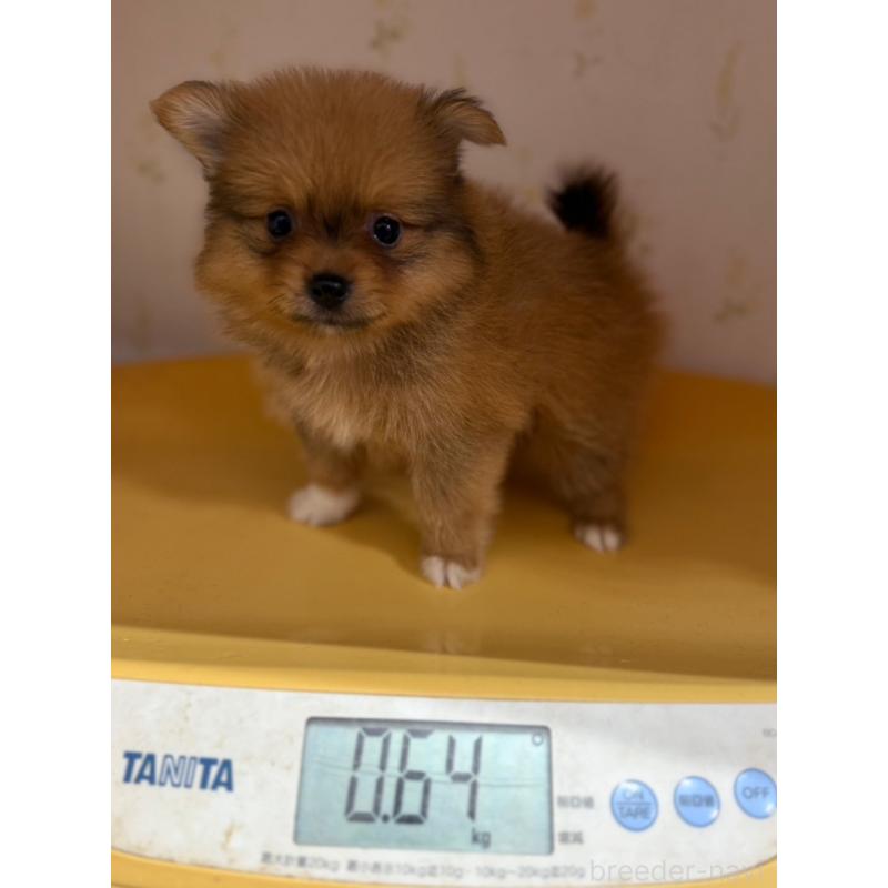 成約済の山形県のポメマル:ポメラニアン×マルチーズ-402371の4枚目