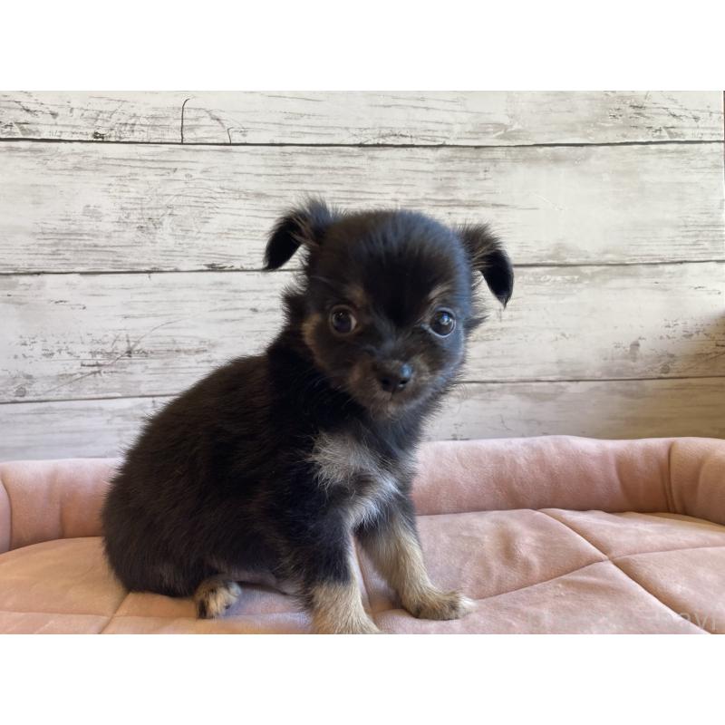 販売中の北海道のミックス犬-400905の4枚目