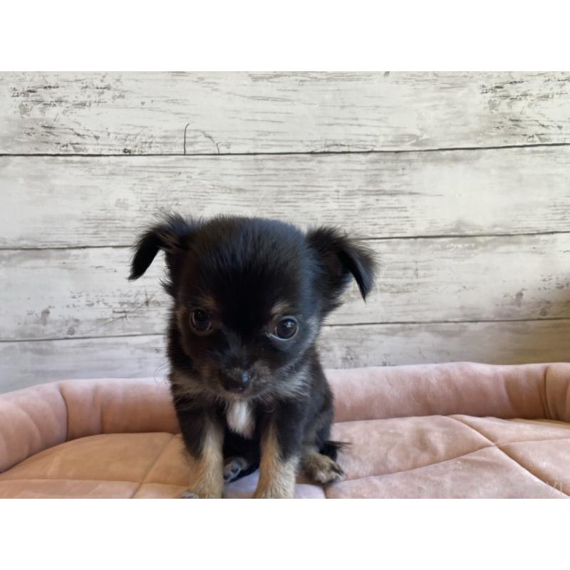 販売中の北海道のミックス犬-400905の3枚目